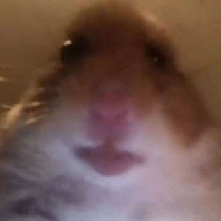 Telegram profile photo for Елітний канал соломончика з приколами