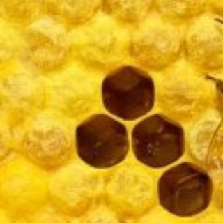 Telegram profile photo for π The Bee-Hive π
