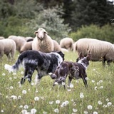 Telegram profile photo for ЗАКРЫТО Венгерские пастушьи собаки