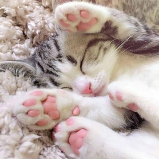 Telegram profile photo for Daily Dose of Cuteness