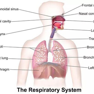 Telegram profile photo for Respiratory module