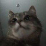 Telegram profile photo for Котики (=ㅇ༝ㅇ=)