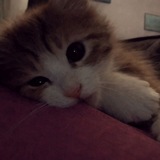 Telegram profile photo for слёзкина