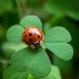 Telegram profile photo for SHAMROCK