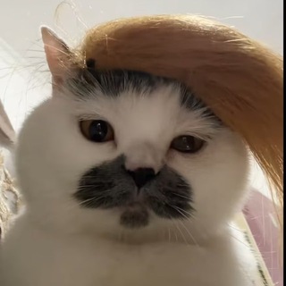 Telegram profile photo for 网易云交流群