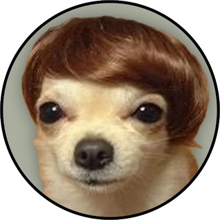 Telegram profile photo for dogwifhair