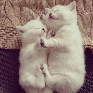 Telegram profile photo for Милости Мира
