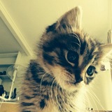 Telegram profile photo for sebenarnya aku kucing