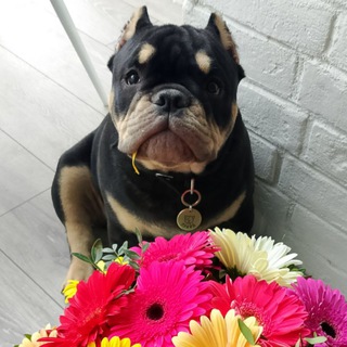 Telegram profile photo for Прайд в деле