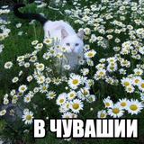 Telegram profile photo for Лесной-респондент.ru