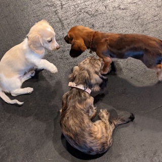 Telegram profile photo for Royal Dachshund puppy breeders
