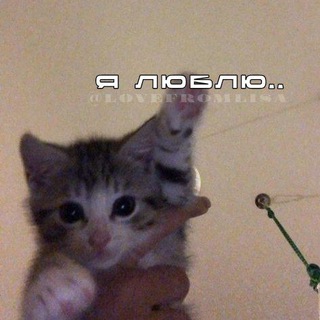 Telegram profile photo for я люблю