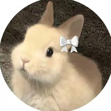 Telegram profile photo for 𝐁𝐢𝐬𝐡𝐤𝐚 | 𝐛𝐨𝐭𝐬