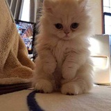 Telegram profile photo for ❤️Поддержка с криптой Poloo2