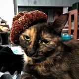 Telegram profile photo for Криводельня 🤡