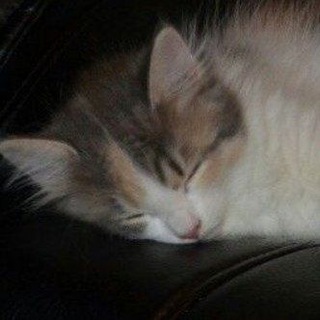 Telegram profile photo for cats confession ֪֪֪