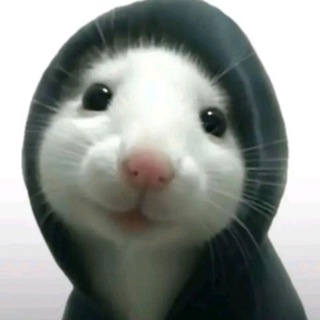 Telegram profile photo for ash