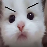 Telegram profile photo for 幼呆呆的窝