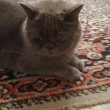 Telegram profile photo for Раздачи укради брейнрот