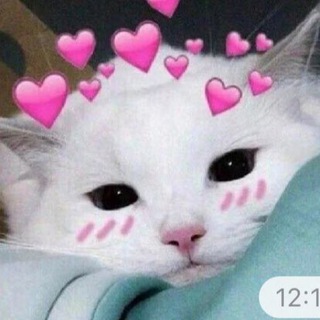 Telegram profile photo for гифки с котиками