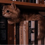Telegram profile photo for 🎭\Актер котов/ Архив