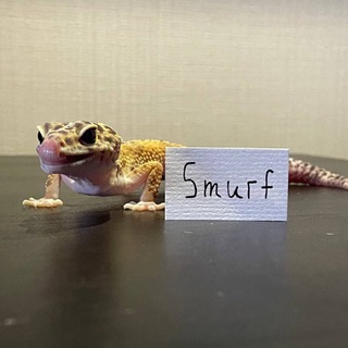 Telegram profile photo for Smurf