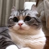 Telegram profile photo for коты о породе которых не знают