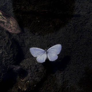 Telegram profile photo for Celestial Flutter