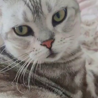 Telegram profile photo for 伊芙薅豆豆|升级修炼中