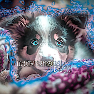 Telegram profile photo for 𝕀ℕ𝕋𝔼ℝℕ𝔸𝕋𝕀𝕆ℕ𝔸𝕃 𝔻𝕆𝔾𝕊