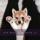 Telegram profile photo for Обнять и няшкать отзывы