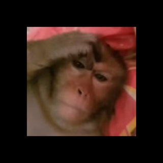 Telegram profile photo for бибизяны