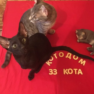 Telegram profile photo for КотоДом 33Кота