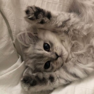 Telegram profile photo for ISÁYA الحب