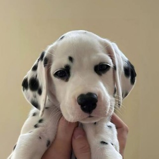 Telegram profile photo for $DOT portal