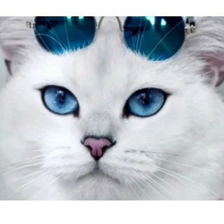 Telegram profile photo for ВСЕ О КОШКАХ 🐾🐾