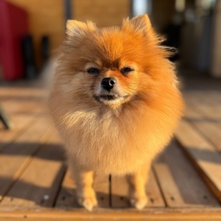 Telegram profile photo for Отборные мумы