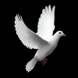 Telegram profile photo for יונה לבנה הומור שחור