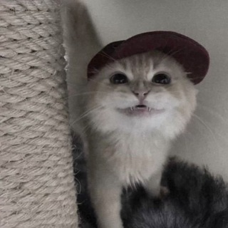 Telegram profile photo for 𝙘𝙤𝙢𝙛𝙤𝙧𝙩 𝙧𝙤𝙤𝙢
