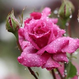 Telegram profile photo for 🌹حس خوب🌹