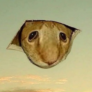 Telegram profile photo for vlostan