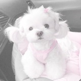 Telegram profile photo for puppy. ૮₍˶ᵔ ᵕ ᵔ˶ ₎ა♡