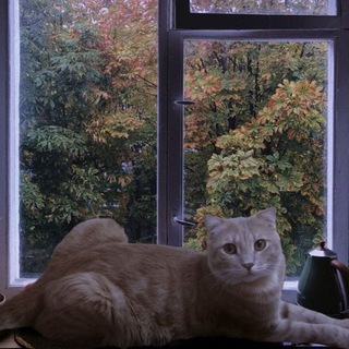 Telegram profile photo for Cards Cats | News
