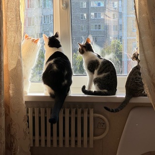 Telegram profile photo for Cat Gang