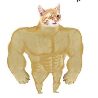Telegram profile photo for SwoleCat Portal
