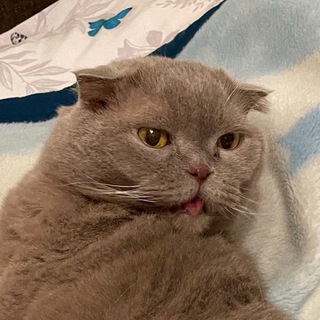 Telegram profile photo for мамкин инженер папкин штангист