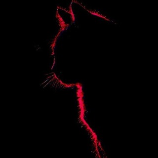 Telegram profile photo for 𝔔𝚞𝚎𝚜𝚝𝚒𝚘𝚗𝚗𝚊𝚒𝚛𝚎
