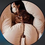 Telegram profile photo for π¨π¨