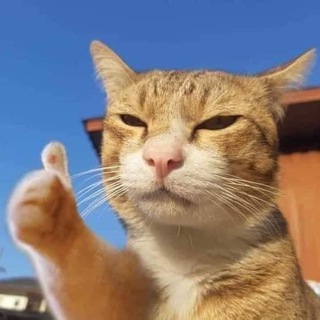 Telegram profile photo for Chia sẻ kèo mỗi ngày