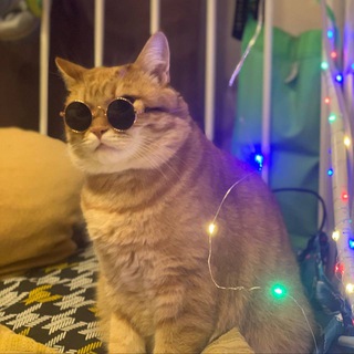 Telegram profile photo for KotOnline